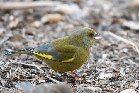 Gad Yaron Birds Photography Passerines