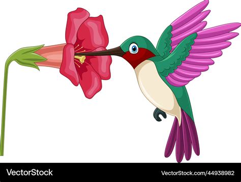 Cartoon Hummingbird Sipping Nectar From Flowers Vector Image