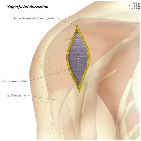 Axillary Nerve Deltoid