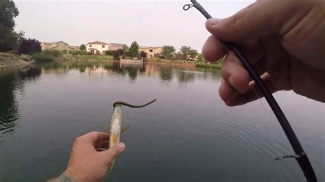 Catching Largemouth Bass On Wacky Rig And Dropshot In A Local Pond