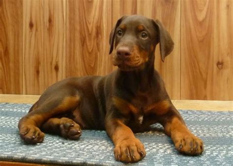 Kimbertal Doberman Puppies For Sale