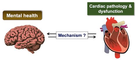 Discovery Link Between Brain Health And Heart Disease Prasanna Lab