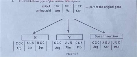 Solved 11. FIGURE 6 shows types of gene mutation in an | Chegg.com