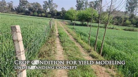 Selection Of Crop Stage For Yield Modelling Using Remote Sensing And Gis Ndvi Youtube