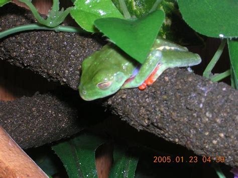 Kingsnake Photo Gallery Tree Frogs Am I Sick