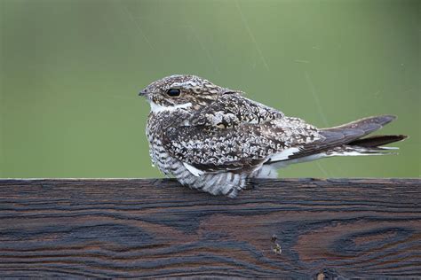 Common Nighthawk Male Roosting In The Rain On A Fence Photograph By