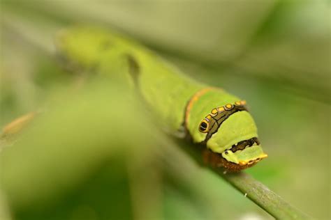 Lime Swallowtail Caterpillar Lime Citrus Swallowtail Pa Flickr