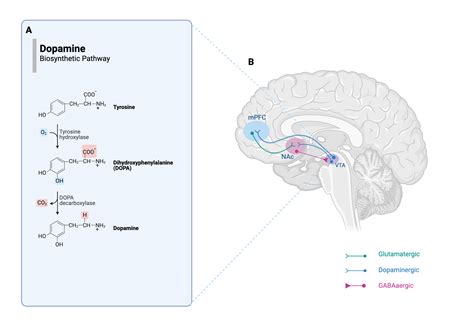 Synthesis Of Dopamine And Mesocorticolimbic Projection Pathways