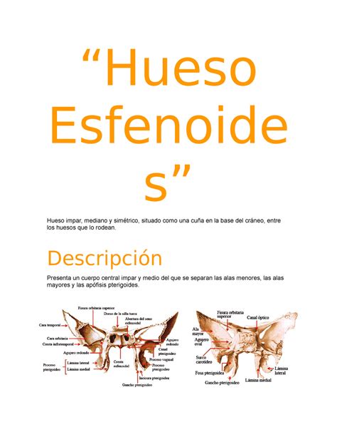 Hueso Esfenoides Apuntes 1 Hueso Esfenoide S Hueso Impar Mediano