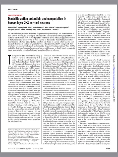 Dendritic Action Potentials And Computation In Human Layer 2 3 Cortical