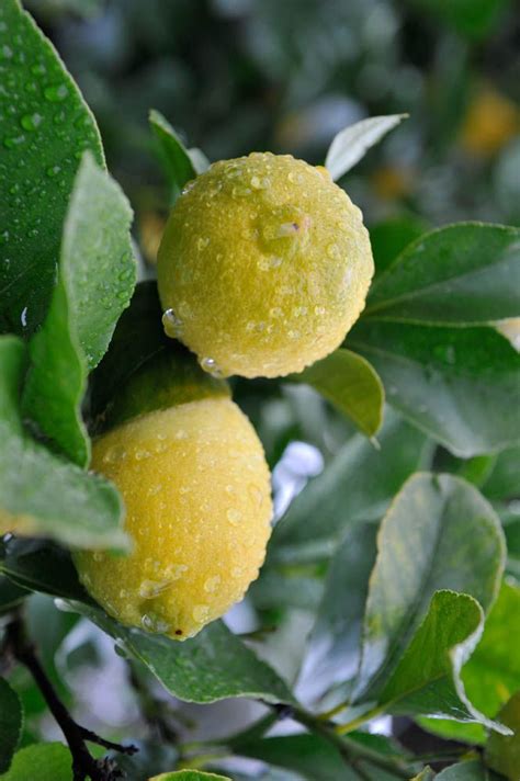 Pruning Lemon Trees Best Time Nz Malena Covert