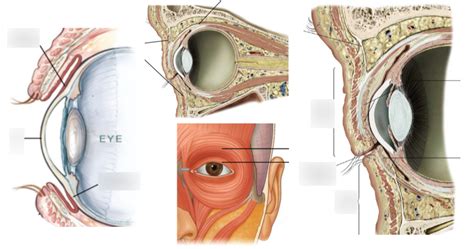 Eyelids Diagram Quizlet