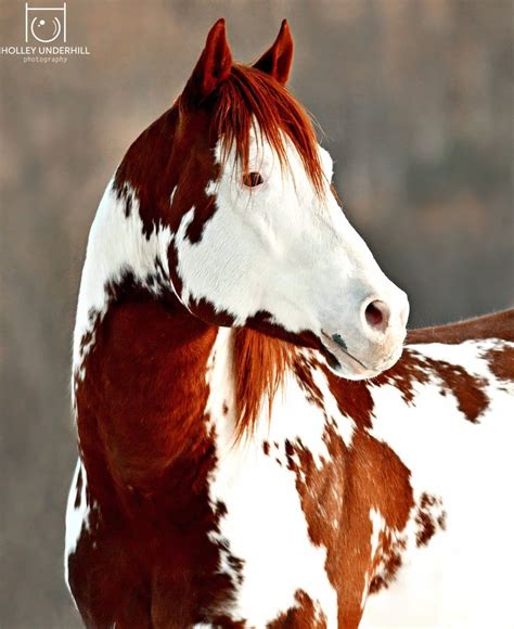 THINKIN STRAIT ..awesome profile of this gorgeous pinto stallion | Rare ...