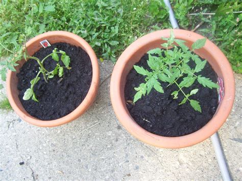 How To Grow Beefsteak Tomatoes In A Pot For Superior Flavor