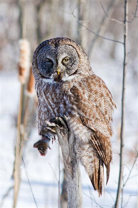 Great Gray Owl With Vole Photograph By Mircea Costina Photography