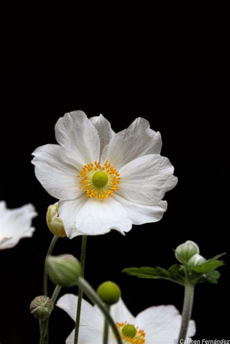 An Mona Japonesa Anemone Hupehensis Var Japonica Carmen Fern Ndez