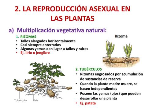 Reproduccion Asexual En Plantas Clasificación De Las Plantas