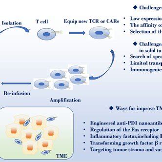 Cell Adoptive Therapy And Its Challenges The Image Shows The Process