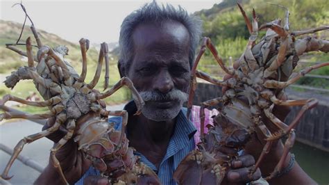 Budidaya Lobster Air Laut Peluang Usaha Agribisnis Menjanjikan Blog Okuta