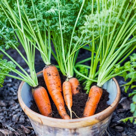 How To Grow Carrots In Containers Peaceful Patch Gardening For Health