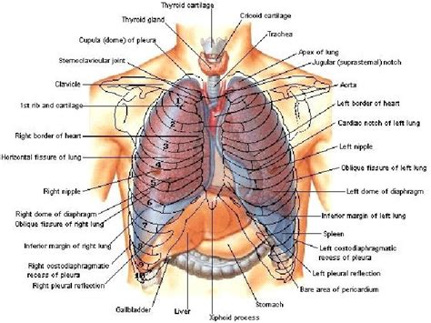 The Best 11 Costodiaphragmatic Recess Location - factimagestreet