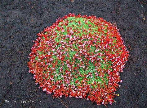 Etna Volcano Thousands Of Flowers Grow Out Of Fresh Volcanic Ashes