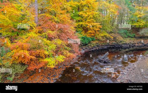 Autumn foliage at Peak District Stock Photo - Alamy