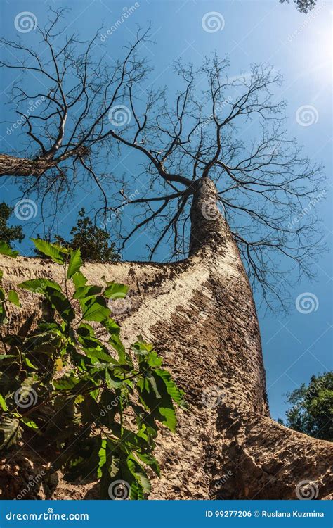 Huge Beautiful Kapok Tree At Ta Prohm Ancient Khmer Buddhist Temple In