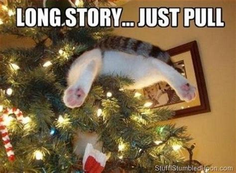 Funny Animal Memes Santa Cat Christmas Tree Christmas Cats Funny