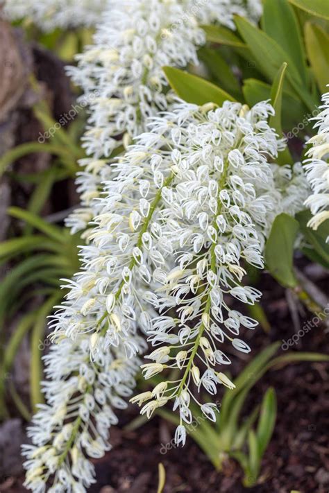 Dendrobium Speciosum Grupo De Peque As Flores Blancas En Flor Flores