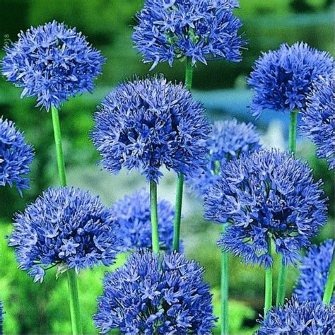 Persian Blue Allium