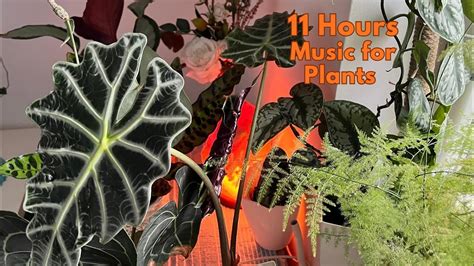 Hours Music For Plants To Stimulate Plant Growth And Happiness Youtube