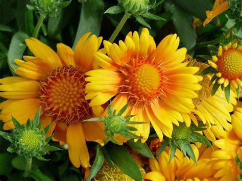 Decorative Yellow Orange Sunflowers Free Image Download