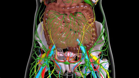 Human Anatomy for Medical Concept 3D All Internal Organs Stock ...