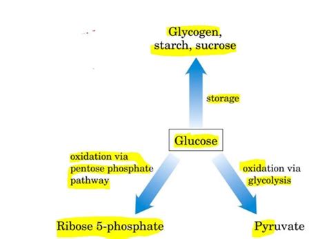 Hexose Monophosphate Pathway HMP Biochem Flashcards Quizlet