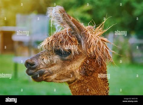 Portrait Of Alpaca Stock Photo Alamy