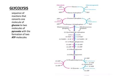 Regulation Of Glycolysis And Gluconeogenesis Ppt