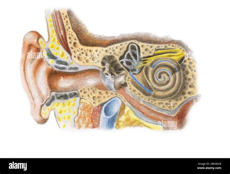 Inner Ear Cross Section Hi Res Stock Photography And Images Alamy