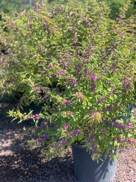 Callicarpa D ‘early Amethyst’ Early Amethyst Beautyberry Feeney S Wholesale Nursery