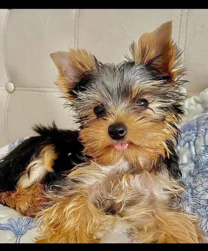 Yorkshire Terrier Toy en venta en Lima Lima por sólo S 1 000 00