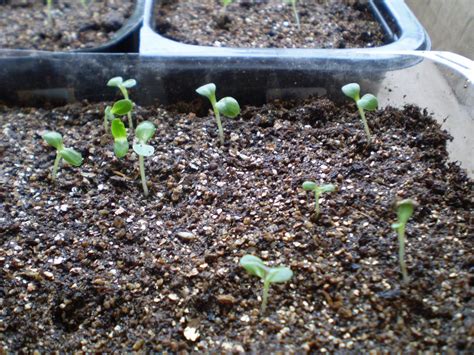 Green Jean: lettuce seedlings