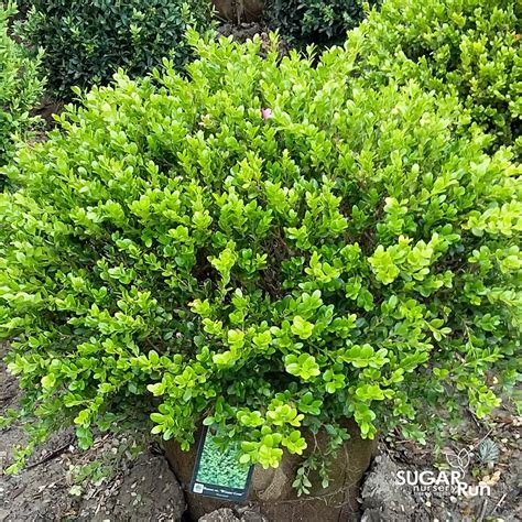 How To Give Old Azaleas A Fresh Start Pruning Azaleas Artofit