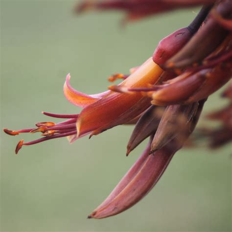 Phormium tenax | Harakeke from Wai-ora eco-source nursery