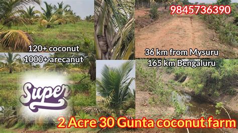 Acre Gunta Coconut Farm Land For Sale Mysuru Km Bengaluru