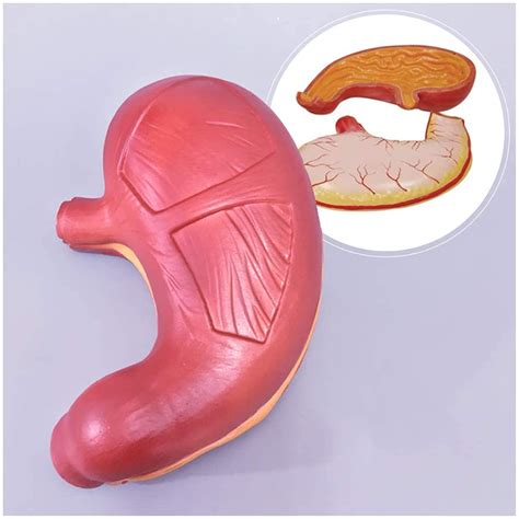 Buy PIAOLIGN Body Model Stomach Model Human Organ Anatomical Model