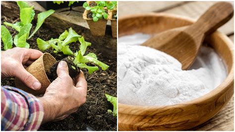 De Ce S Dai Cu Bicarbonat De Sodiu Peste Plantele Din Gr Din Vei