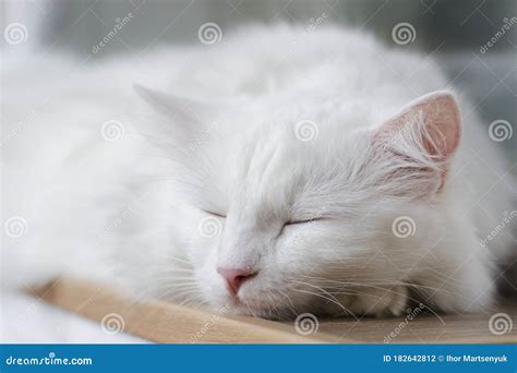 Fluffy White Cat Is Sleeping Portrait Of Breed Turkish Angora Cat