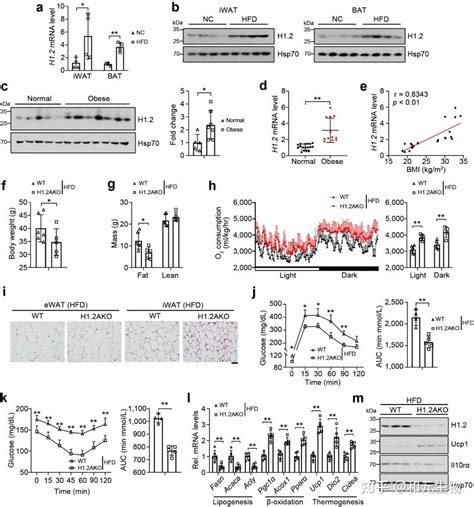 Nat Commun 武汉大学郑凌团队发现脂肪褐变新靶点 知乎