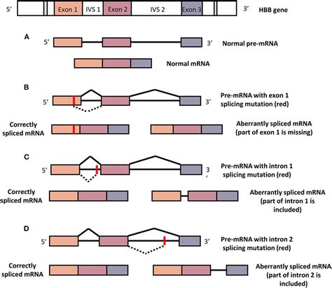 Normal And Aberrant Splicing Mechanisms A Normal HBB Produce Normal