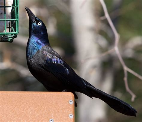 Common Grackle | Audubon Field Guide